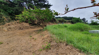 전북 고창 사초