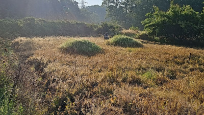 경북 성주군 묘지 사초