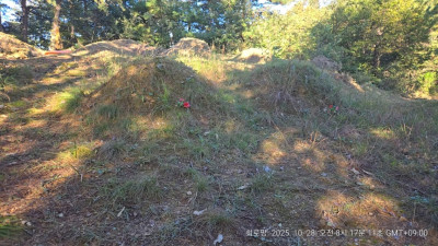 경북 구미시 사초작업