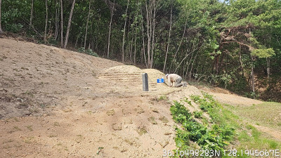 경북 김천시 사초작업